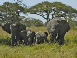 Seronera_and_Lobo2003-013